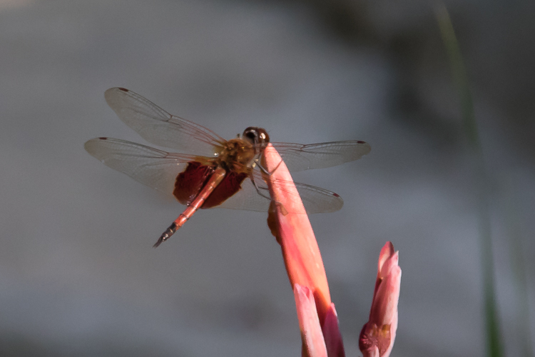 Tramea virginia-2854.jpg